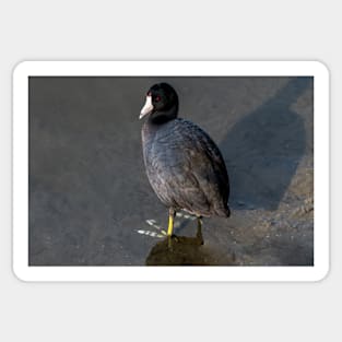 Red Eyed American Coot Sticker